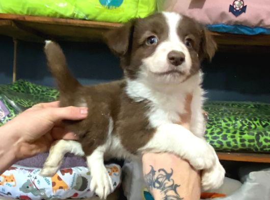 Ruhsatlı Çiftlikten Border Collie
