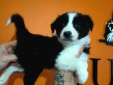 Ruhsatlı Çiftlikten Border Collie