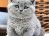 Ayi Suratli Top Kafa Bri̇ti̇sh Bebekler