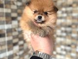Pomeranian yavrumuz üst kalite