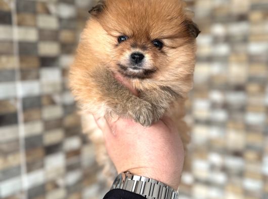 Pomeranian Yavrumuz Üst Kalite