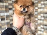 Pomeranian Yavrumuz Üst Kalite