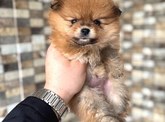 Pomeranian Yavrumuz Üst Kalite görsel