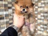 Pomeranian Yavrumuz Üst Kalite