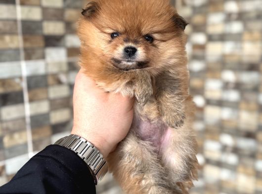 Pomeranian Yavrumuz Üst Kalite görsel