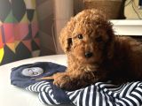 Tarçının Poodle Bebeleri