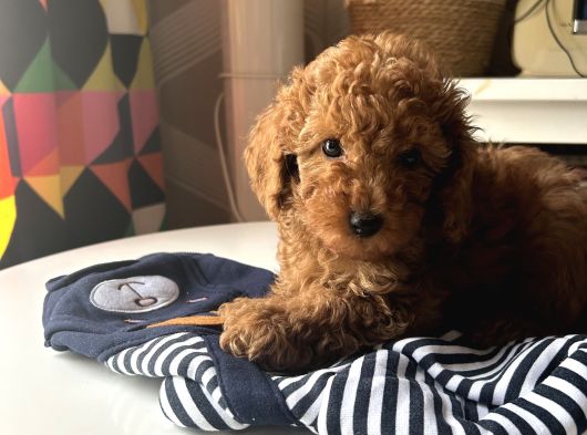 Tarçının Poodle Bebeleri görsel