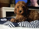 Tarçının Poodle Bebeleri