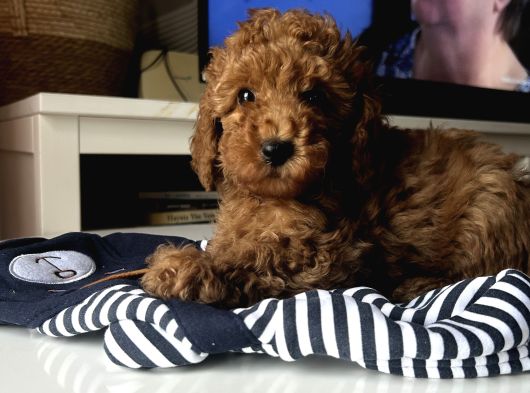 Tarçının Poodle Bebeleri görsel