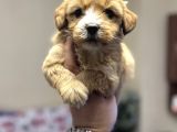 Maltipoo bebeklerimiz için arayabilirsiniz