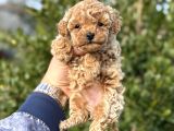 Toy poodle teacup yavru ırkının en güzeli