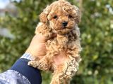 Toy Poodle Teacup Yavru Irkının En Güzeli