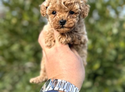 Toy Poodle Teacup Yavru Irkının En Güzeli görsel