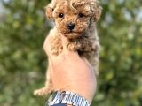 Toy poodle teacup yavru ırkının en iyisi