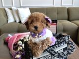 Tatlı Mı Tatlı Toypoodle Daisy