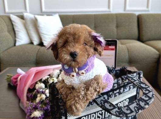 Tatlı Mı Tatlı Toypoodle Daisy görsel