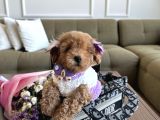 Tatlı Mı Tatlı Toypoodle Daisy