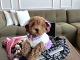 Tatlı mı Tatlı toypoodle Daisy