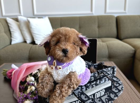 Tatlı Mı Tatlı Toypoodle Daisy
