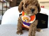 Özel Renk Dağılımıyla Toypoodle Luna