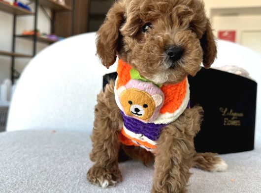 Özel Renk Dağılımıyla Toypoodle Luna görsel