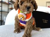 Özel Renk Dağılımıyla Toypoodle Luna