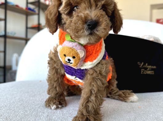 Özel Renk Dağılımıyla Toypoodle Luna görsel