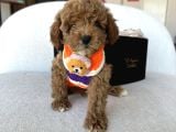 Özel Renk Dağılımıyla Toypoodle Luna