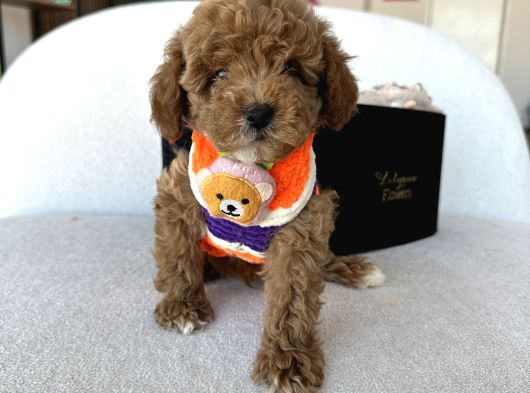Özel Renk Dağılımıyla Toypoodle Luna görsel