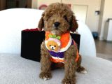 Özel Renk Dağılımıyla Toypoodle Luna