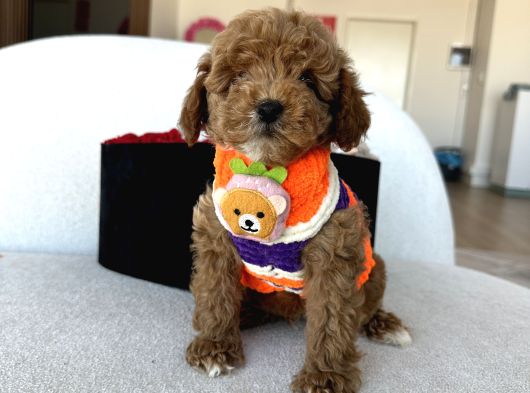 Özel Renk Dağılımıyla Toypoodle Luna