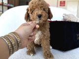 Özel Renk Dağılımıyla Toypoodle Luna