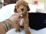 Özel Renk Dağılımıyla Toypoodle Luna