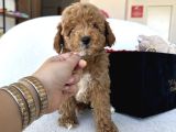 Özel Renk Dağılımıyla Toypoodle Luna