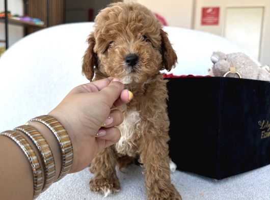 Özel Renk Dağılımıyla Toypoodle Luna görsel