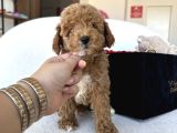 Özel Renk Dağılımıyla Toypoodle Luna