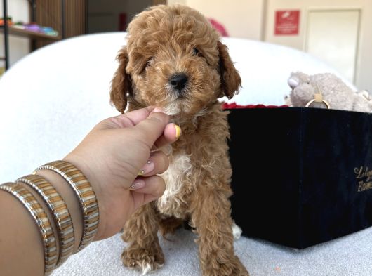 Özel Renk Dağılımıyla Toypoodle Luna görsel
