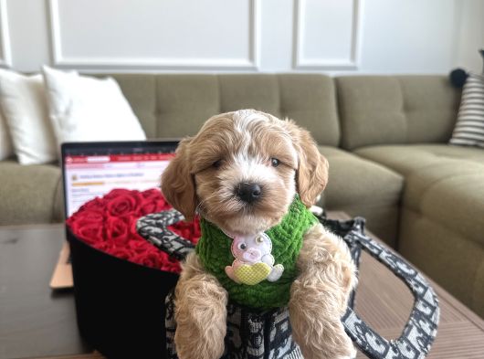 Özel Partycolor Renkli Maltipoo Viski görsel