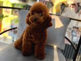 Korean poodle Orjinal dişi