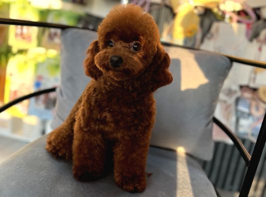 Korean Poodle Orjinal Dişi