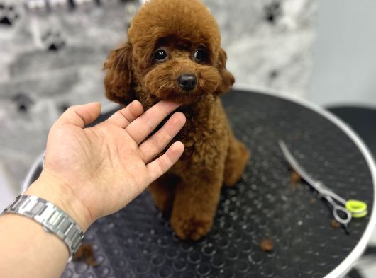 Korean Poodle Orjinal Dişi görsel