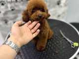 Korean Poodle Orjinal Dişi