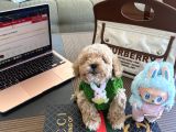 Maltipoo Bebeğimiz Yuvasını Arıyor