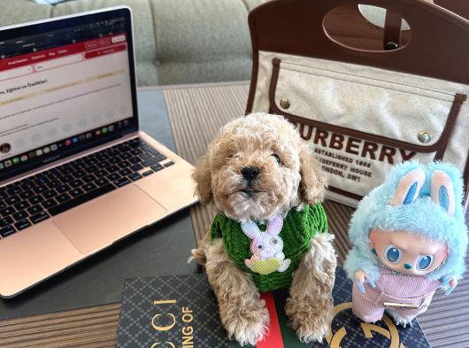 Maltipoo Bebeğimiz Yuvasını Arıyor görsel