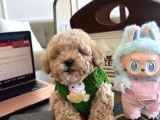 Maltipoo Bebeğimiz Yuvasını arıyor