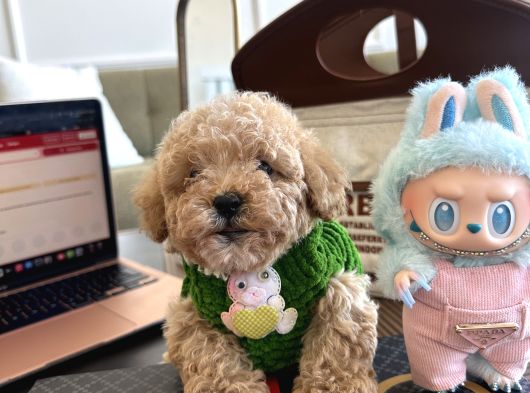 Maltipoo Bebeğimiz Yuvasını Arıyor