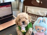 Maltipoo Bebeğimiz Yuvasını Arıyor