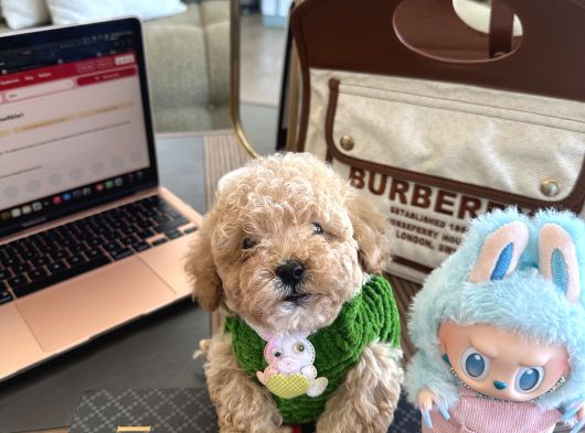 Maltipoo Bebeğimiz Yuvasını Arıyor görsel