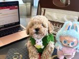 Maltipoo Bebeğimiz Yuvasını Arıyor