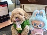Maltipoo Bebeğimiz Yuvasını Arıyor